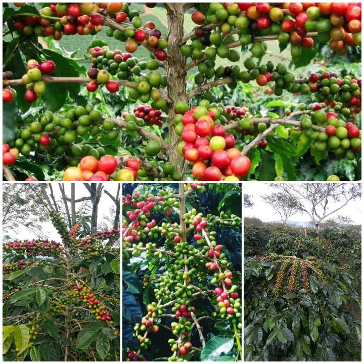 Perkebunan kopi adalah salah satu jenis perkebunan yang sangat penting bagi perekonomian desa. 